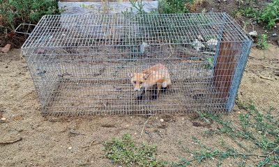 Ce caută puii de vulpe în curtea liceului din Arad? Jandarmii au intervenit!