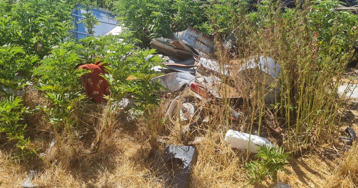 Ce se ascunde în ferma din Arad cu peste 1700 de kilograme de deșeuri periculoase?