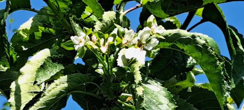 De ce au înflorit cireșii în mai multe zone din Arad în această primăvară?