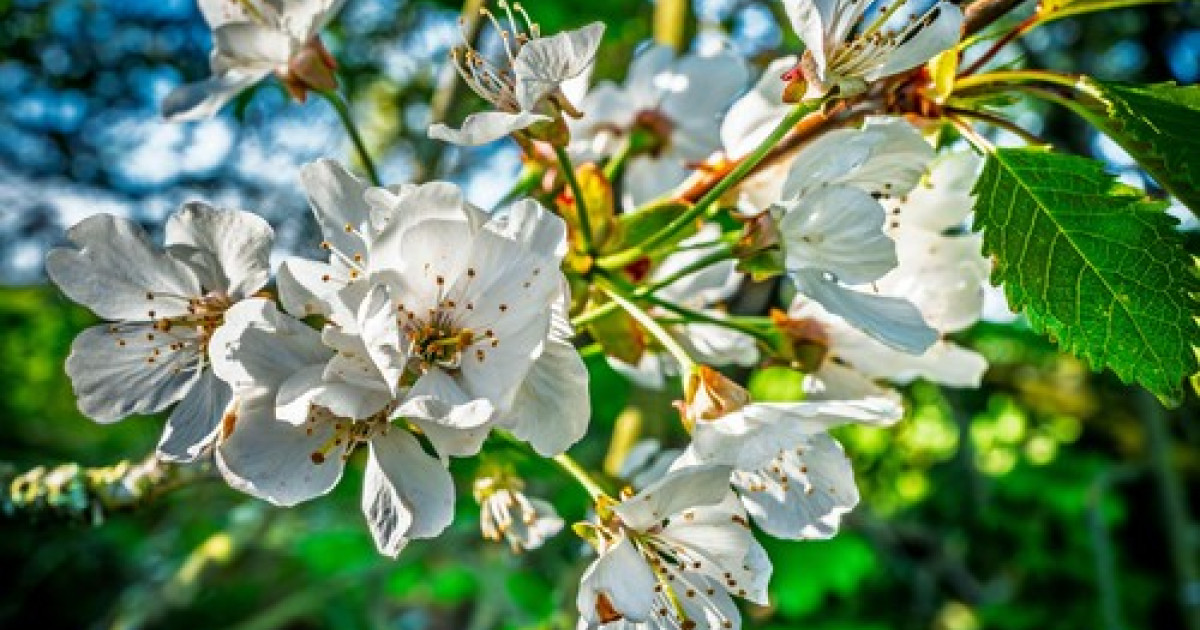De ce cireșii au înflorit din nou în Arad după numai câteva luni?