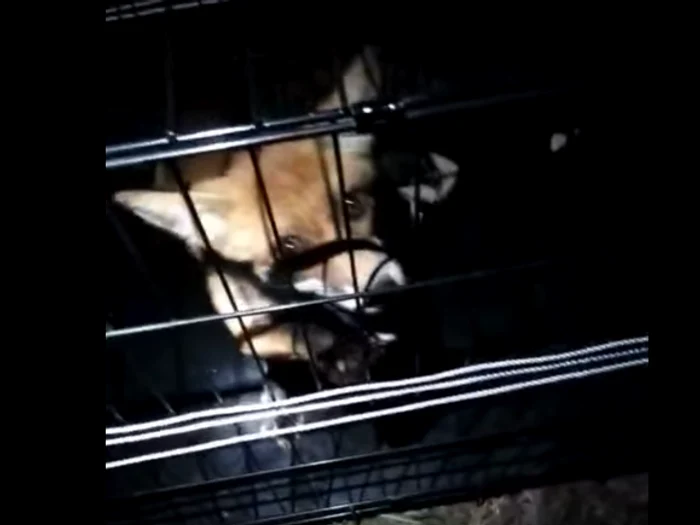 Ce s-a petrecut cu vulpea care și-a făcut cuib lângă un loc de joacă din Timișoara?