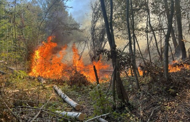 Cine sunt iresponsabilii care s-au distrat dând foc la pădurea din Tomești?  - Stiri Resita