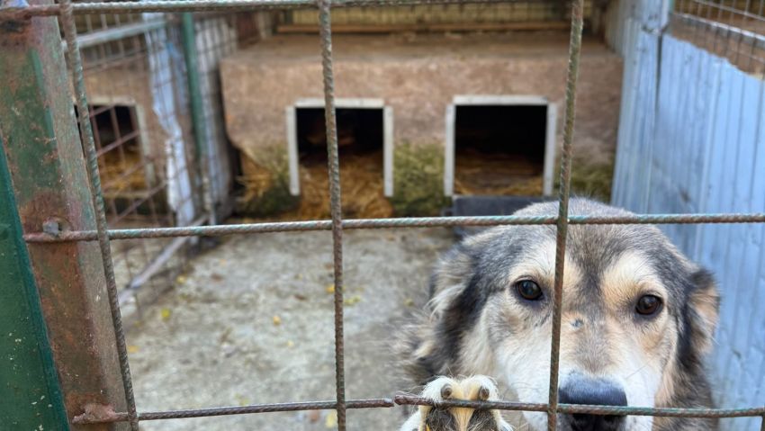 Ce sancțiuni și controale noi au fost impuse la Adăpostul pentru Câini din Reșița?  - Stiri Resita
