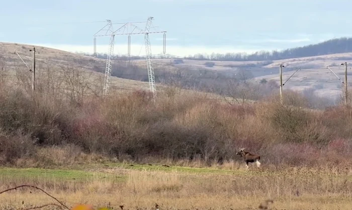 Ce animal misterios a fost descoperit în pădurile Hunedoarei? Expertiza specialiștilor!