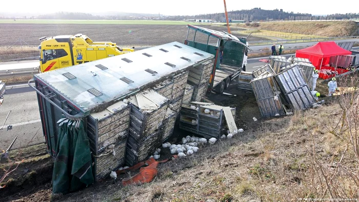 Ce s-a întâmplat în Germania când un camion s-a răsturnat și a eliberat mii de găini?