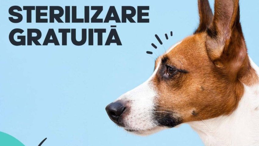 Cum poți beneficia de sterilizări gratuite pentru 50 de câini în Reșița?  - Stiri Resita